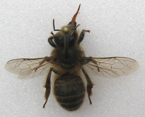 Apis mellifera