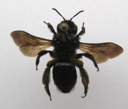 Andrena sp.