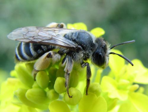 Andrena sp.