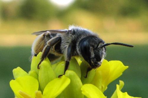 Andrena sp.