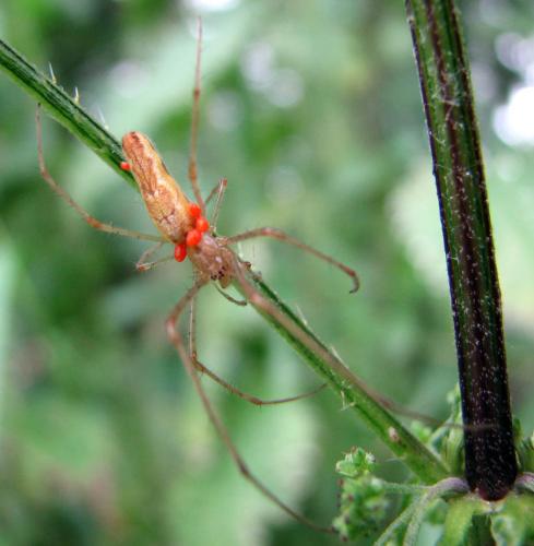 Tetragnatha sp.