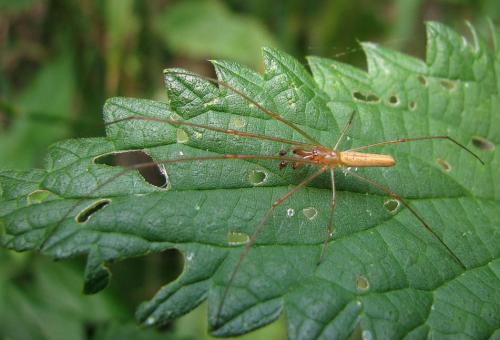 Tetragnatha sp.