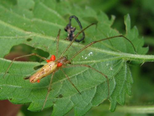 Tetragnatha sp.