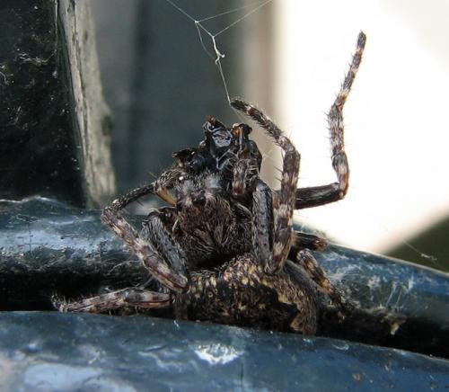 Nuctenea umbratica