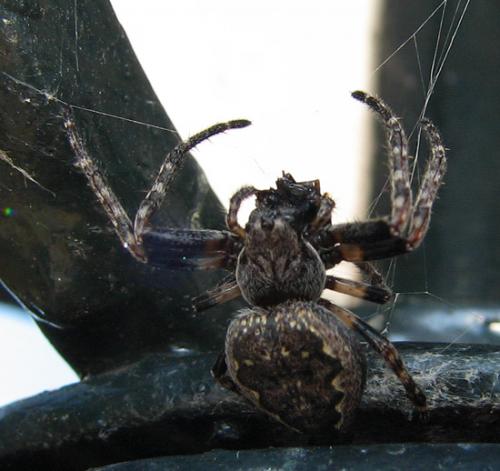 Nuctenea umbratica