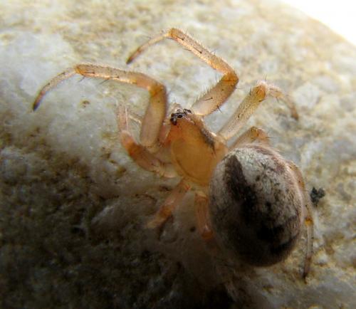 Zygiella sp.