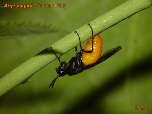 Arge pagana