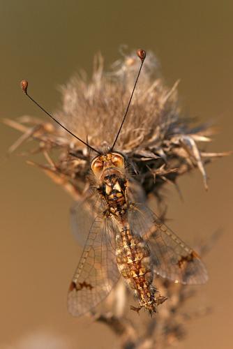 Deleproctophylla dusmeti