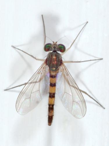 Sciapus euzonus