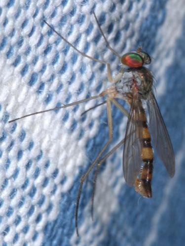 Sciapus euzonus