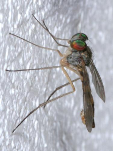 Réf. 11 364 : Sciapus euzonus