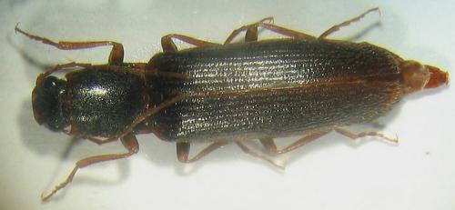 Réf. 11 662 : Athous campyloides
