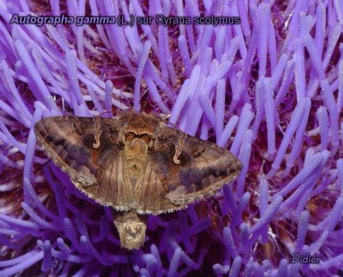 Autographa gamma
