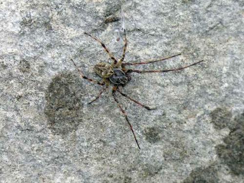 Réf. 11 997 : Larinioides sclopetarius