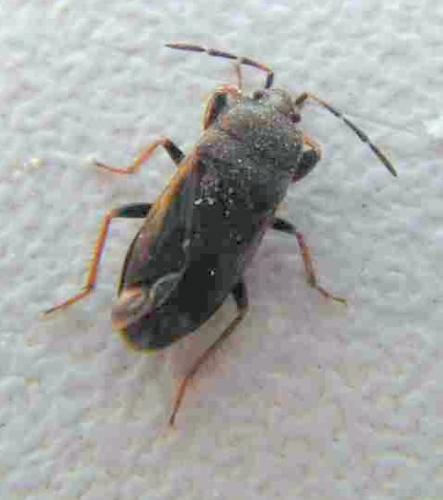 Réf. 11 449 : Megalonotus sp.