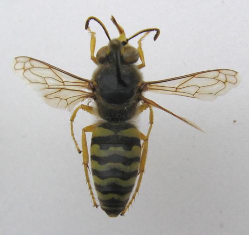 Réf. 11 781 : Bembix sp.