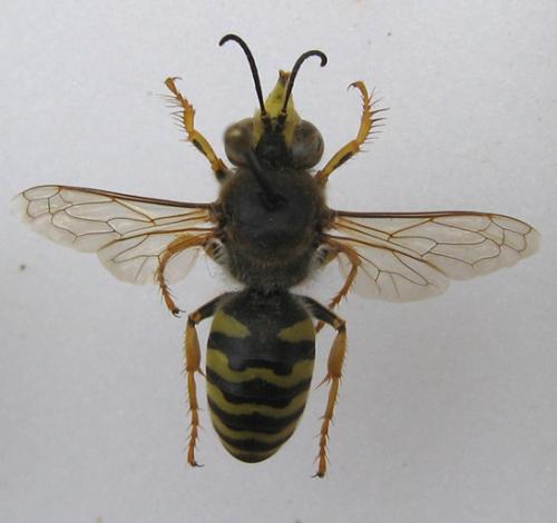 Bembix sp.