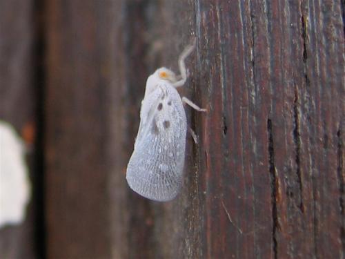 Metcalfa pruinosa