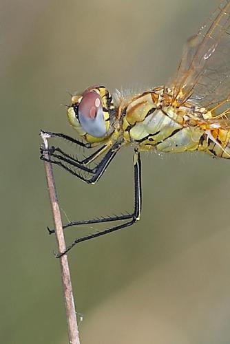 Sympetrum fonscolombii