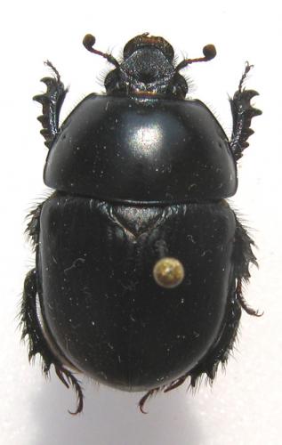 Réf. 11 696 : Sericotrupes niger