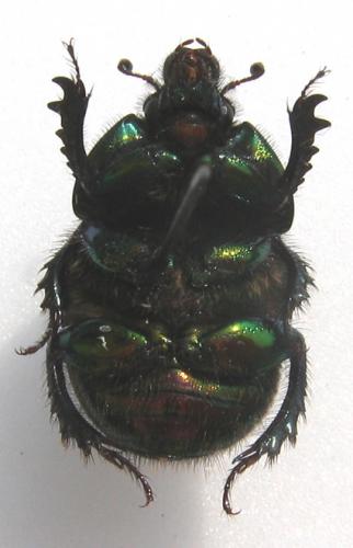 Réf. 11 697 : Sericotrupes niger