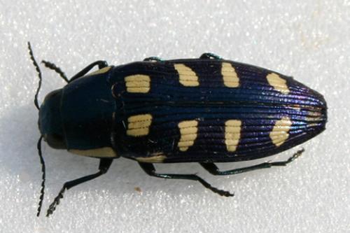 Buprestis octoguttata