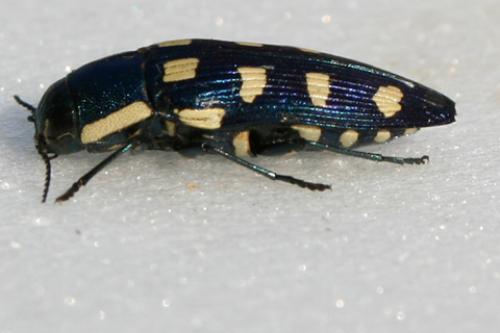 Réf. 11 369 : Buprestis octoguttata