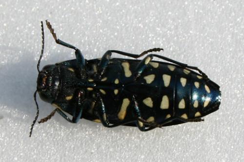 Buprestis octoguttata