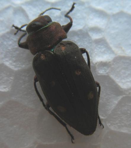 Chrysobothris affinis