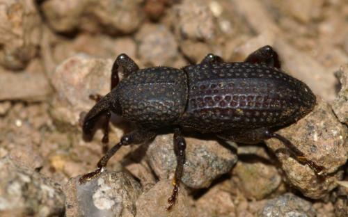 Mitoplinthus caliginosus caliginosus