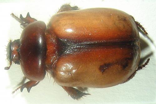 Calicnemis obesa