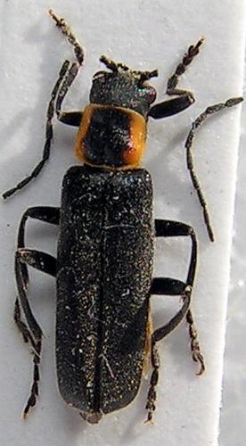 Cantharis pulicaria