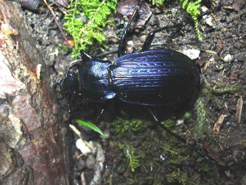 Carabus monilis