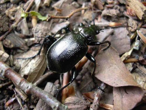 Réf. 11 871 : Calosoma inquisitor