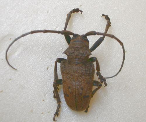 Phryneta spinator
