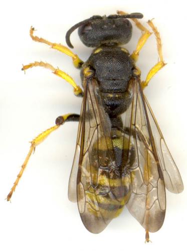 Cerceris bupresticida