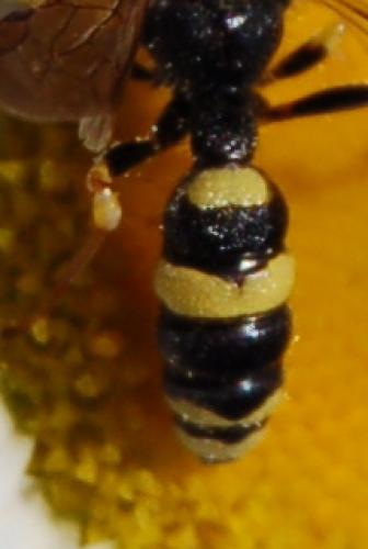 Cerceris rybyensis