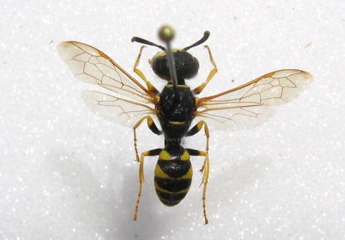Philanthus triangulum