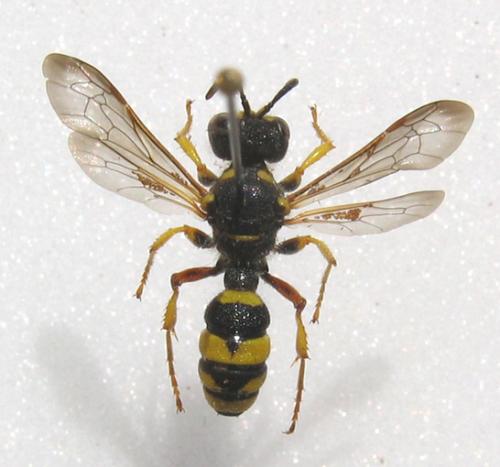 Réf. 11 649 : Cerceris rybyensis