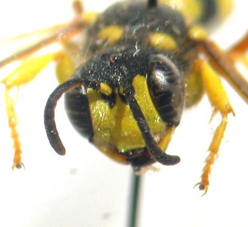 Cerceris rybyensis