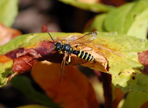 Cerceris sp.