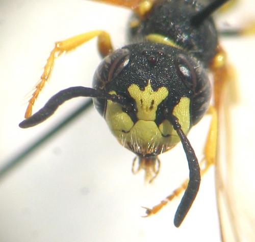 Réf. 11 670 : Philanthus triangulum