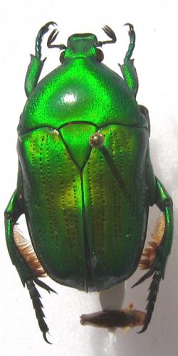 Euchloropus laetus