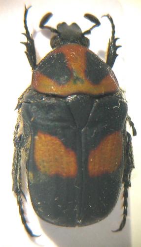 Gametis jucunda