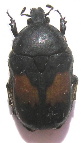 Gametis jucunda