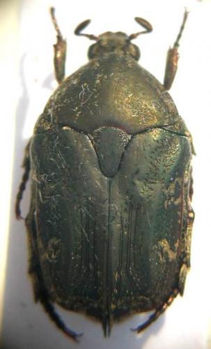Protaetia fusca