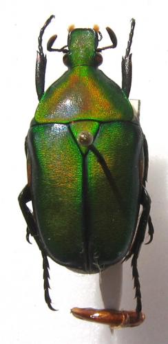 Rhomborhina mellyi mellyi