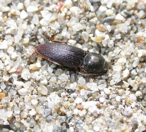 Cardiophorus exaratus