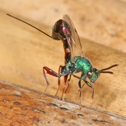 Torymus calcaratus