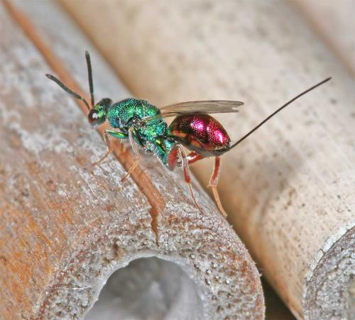 Torymus calcaratus